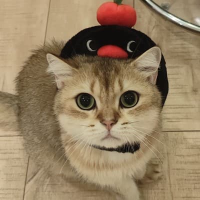 土豆泥的头像