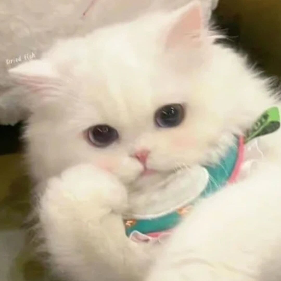 catcar的头像